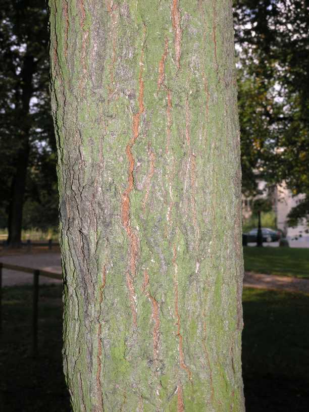 Sapindaceae Koelreuteria paniculata