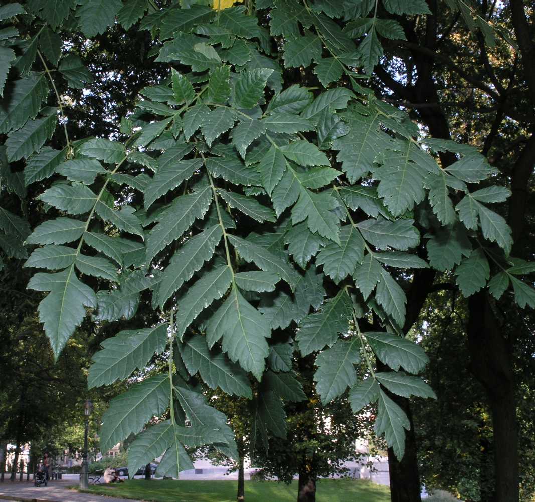 Sapindaceae Koelreuteria paniculata