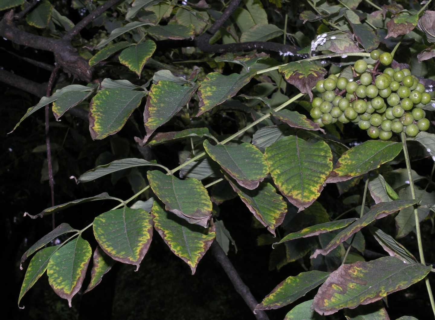 Rutaceae Phellodendron 