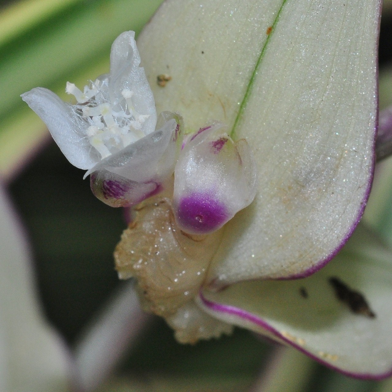 Commelinaceae Tradescantia zanonia