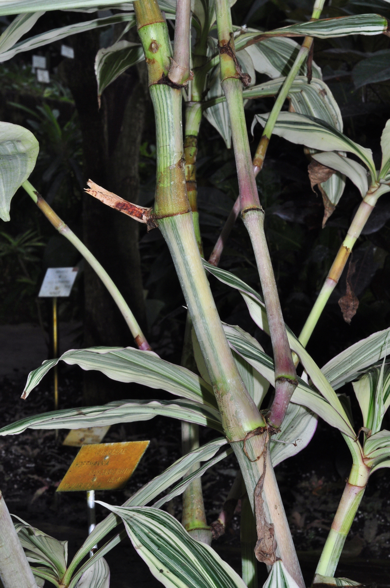 Commelinaceae Tradescantia zanonia