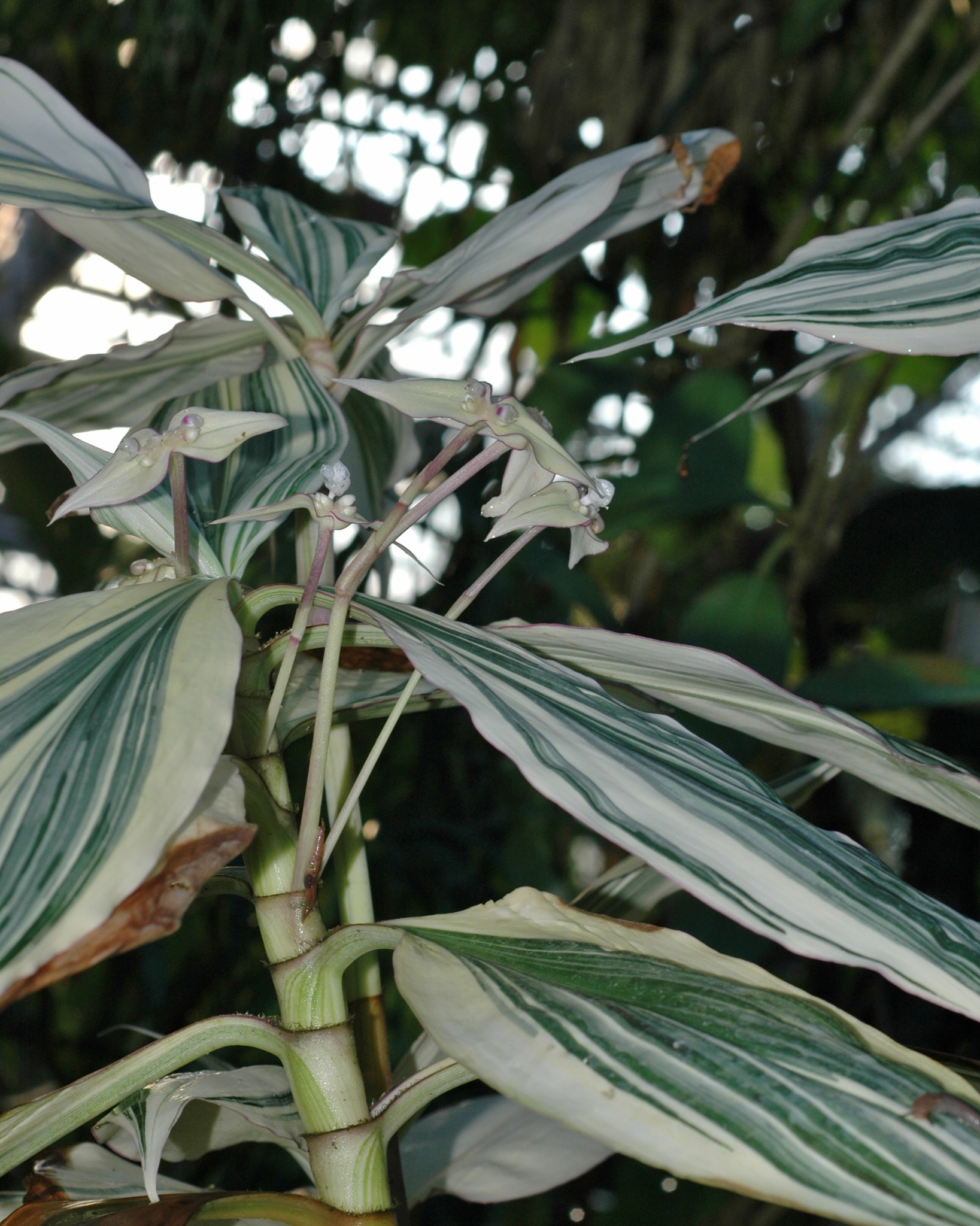 Commelinaceae Tradescantia zanonia