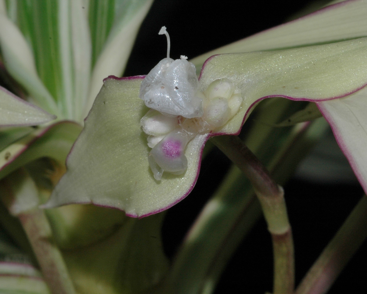 Commelinaceae Tradescantia zanonia