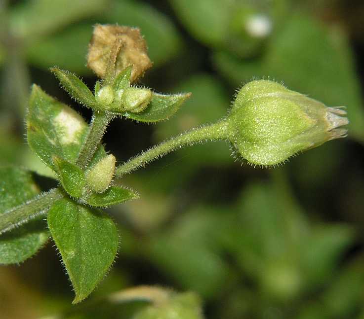 Caryophyllaceae Myosoton aquatica