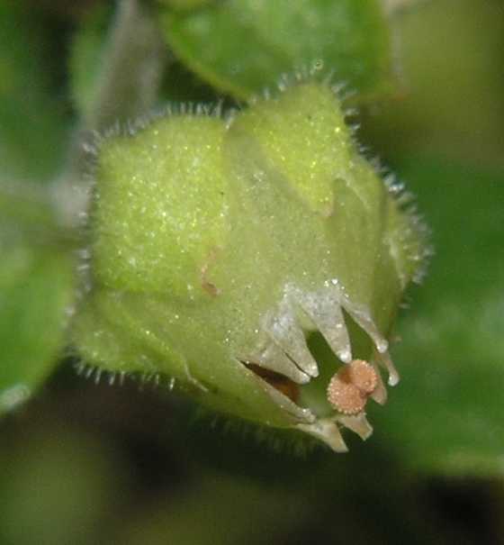 Caryophyllaceae Myosoton aquatica