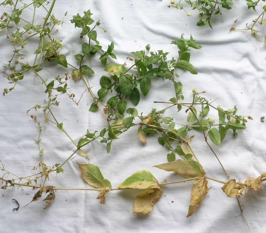 Caryophyllaceae Myosoton aquatica