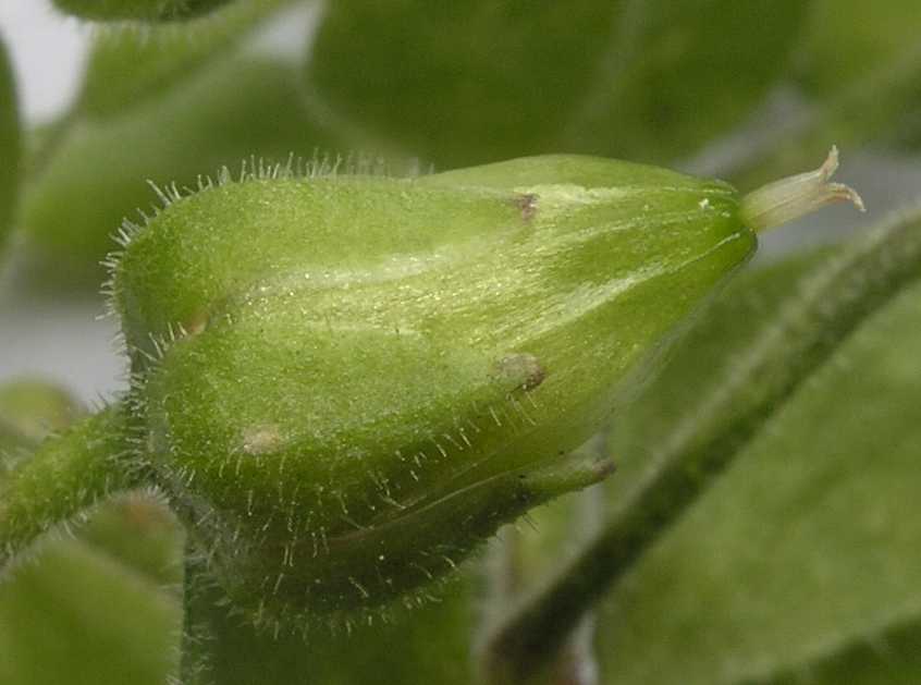 Caryophyllaceae Myosoton aquatica