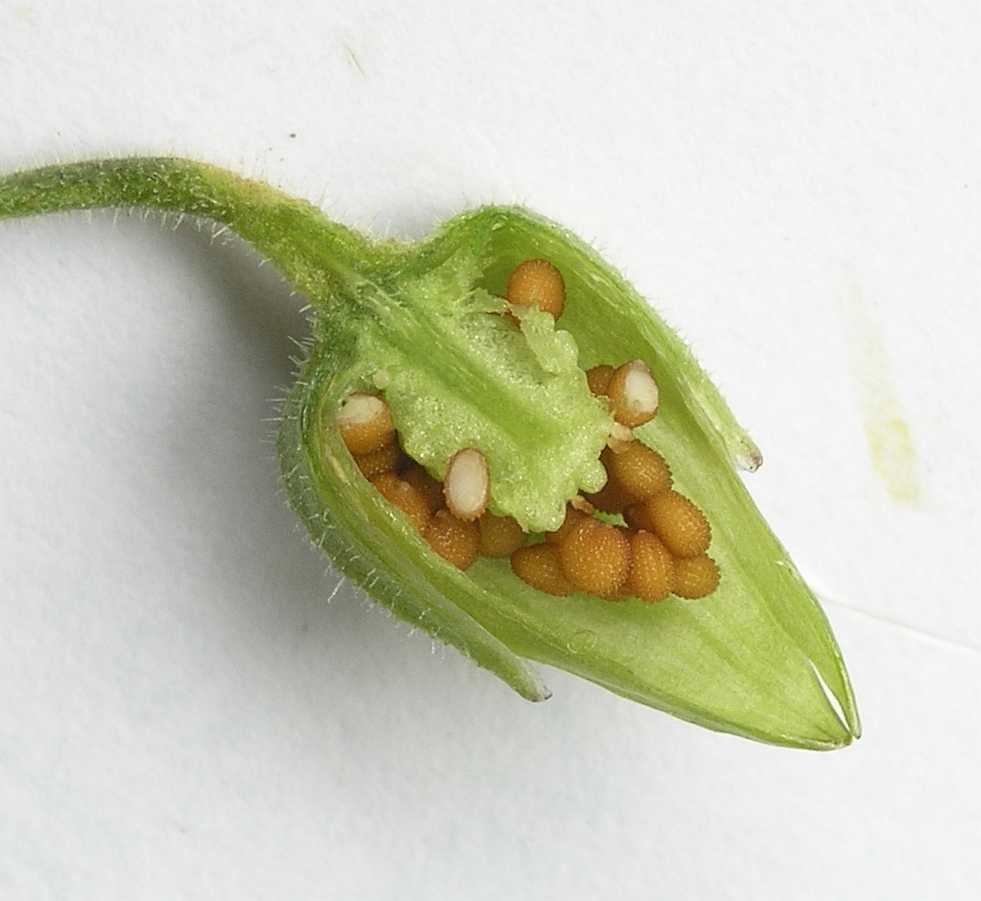 Caryophyllaceae Myosoton aquatica