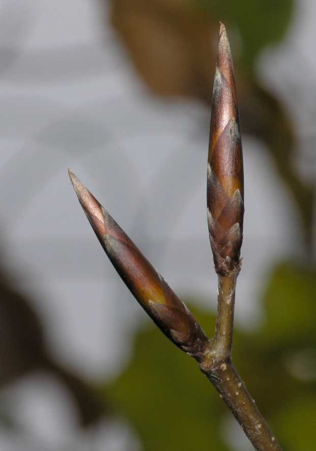 Fagaceae Fagus sylvatica