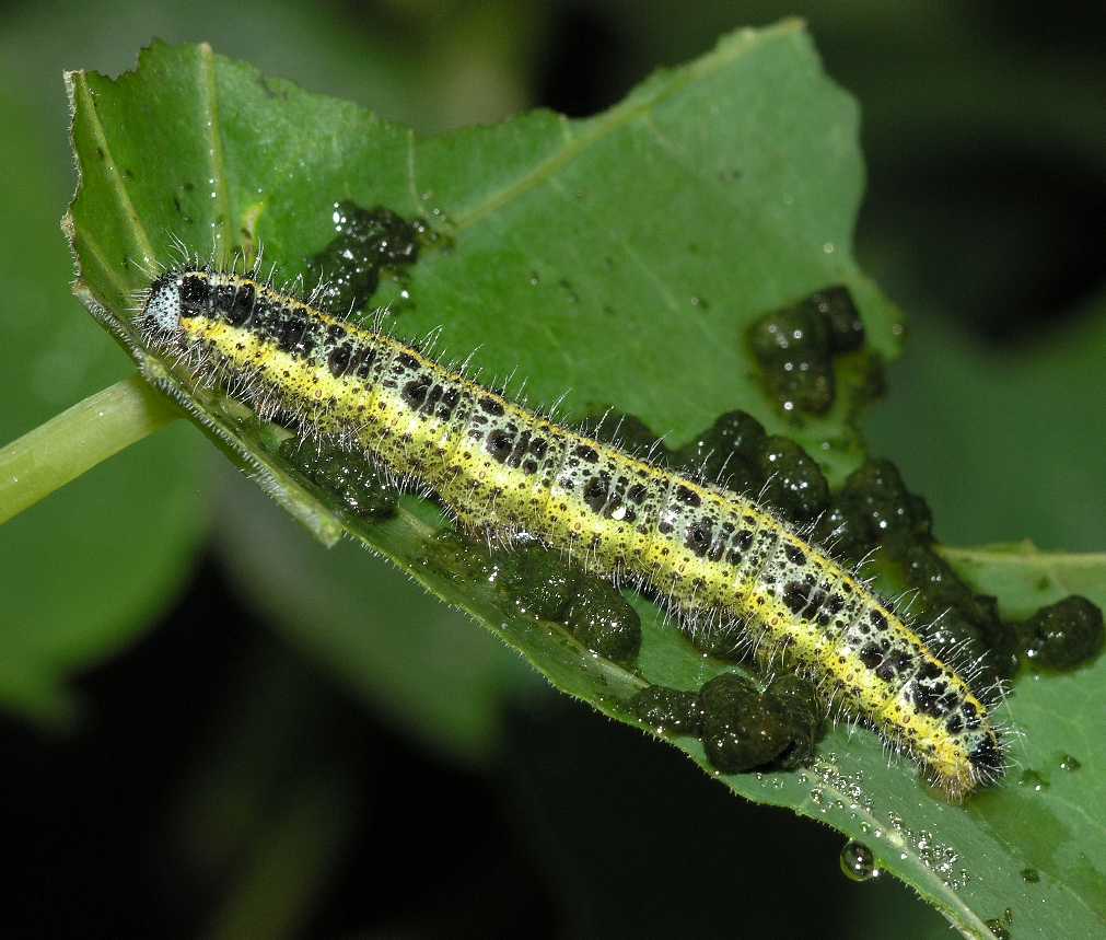 Pieridae Pieris brassicae