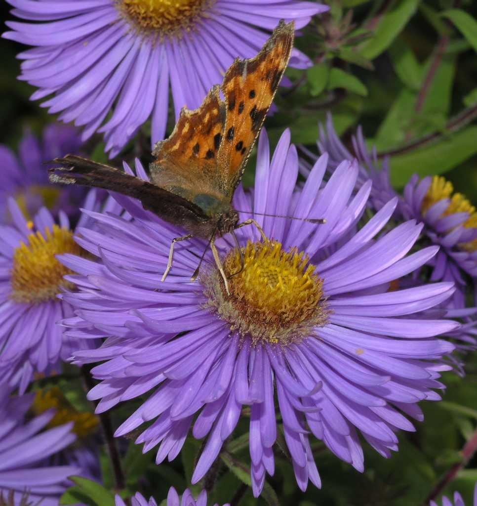 Nymphalidae Polygonia c-album