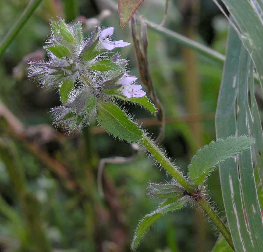 Lamiaceae Stachys arvensis