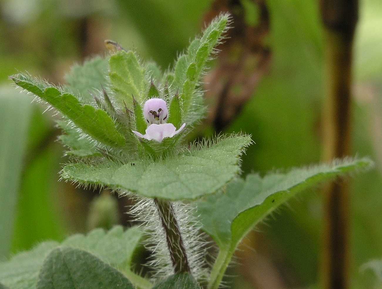 Lamiaceae Stachys arvensis