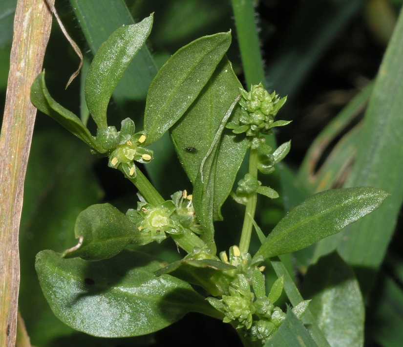 Amaranthaceae Beta vulgaris