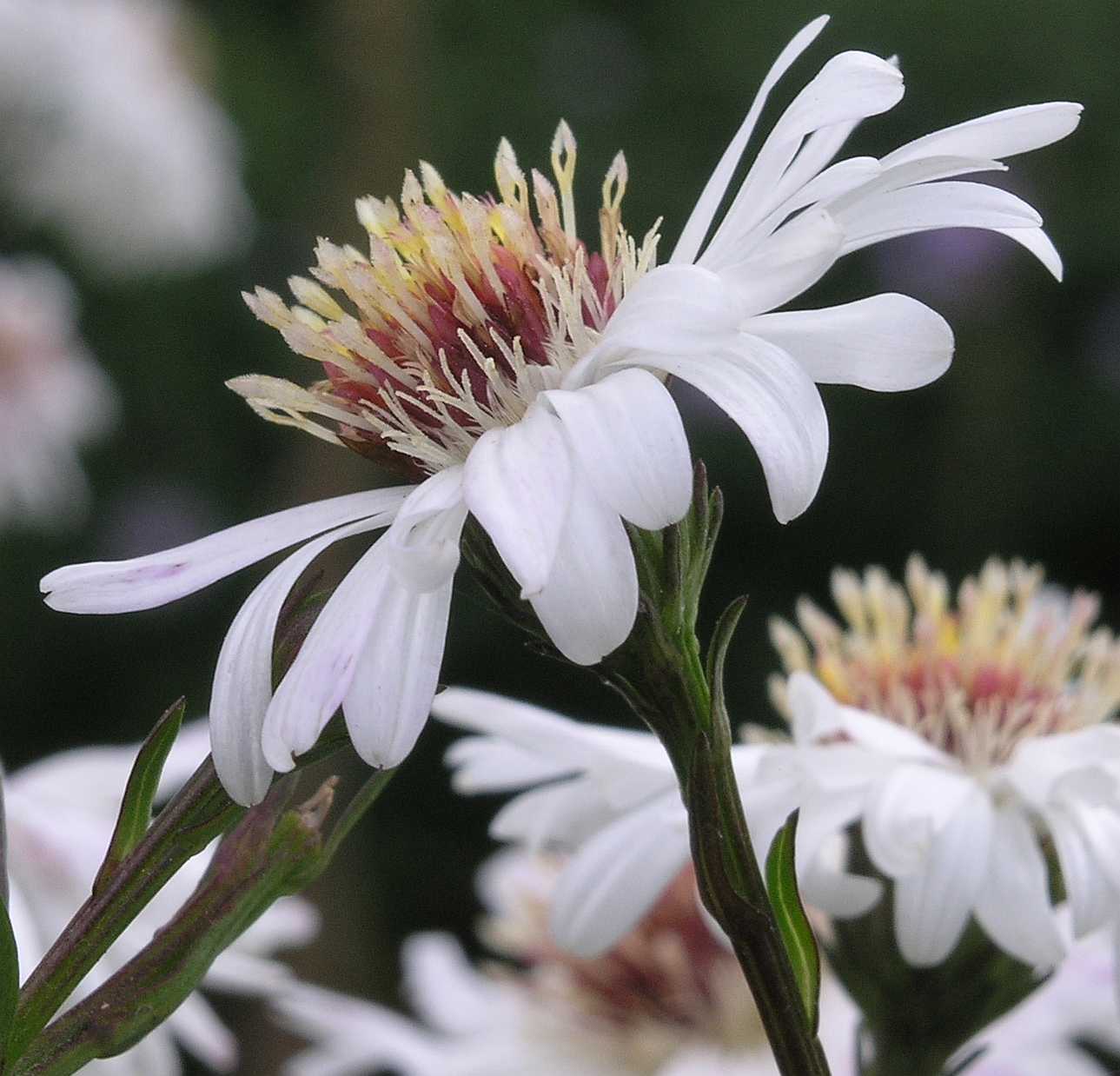 Asteraceae Aster novi-belgii