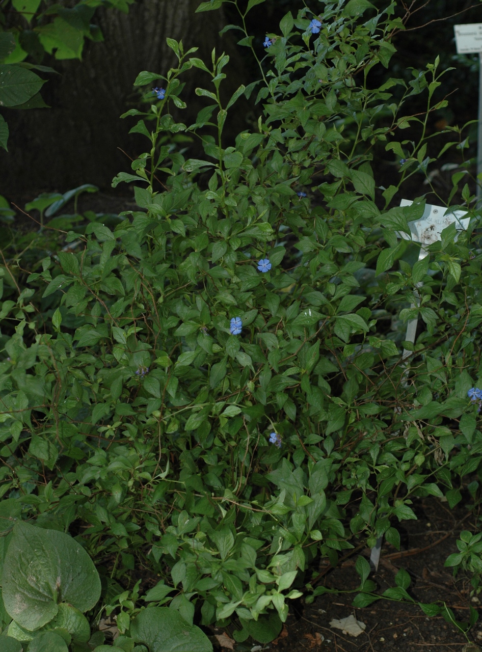 Plumbaginaceae Ceratostigma willmottianum