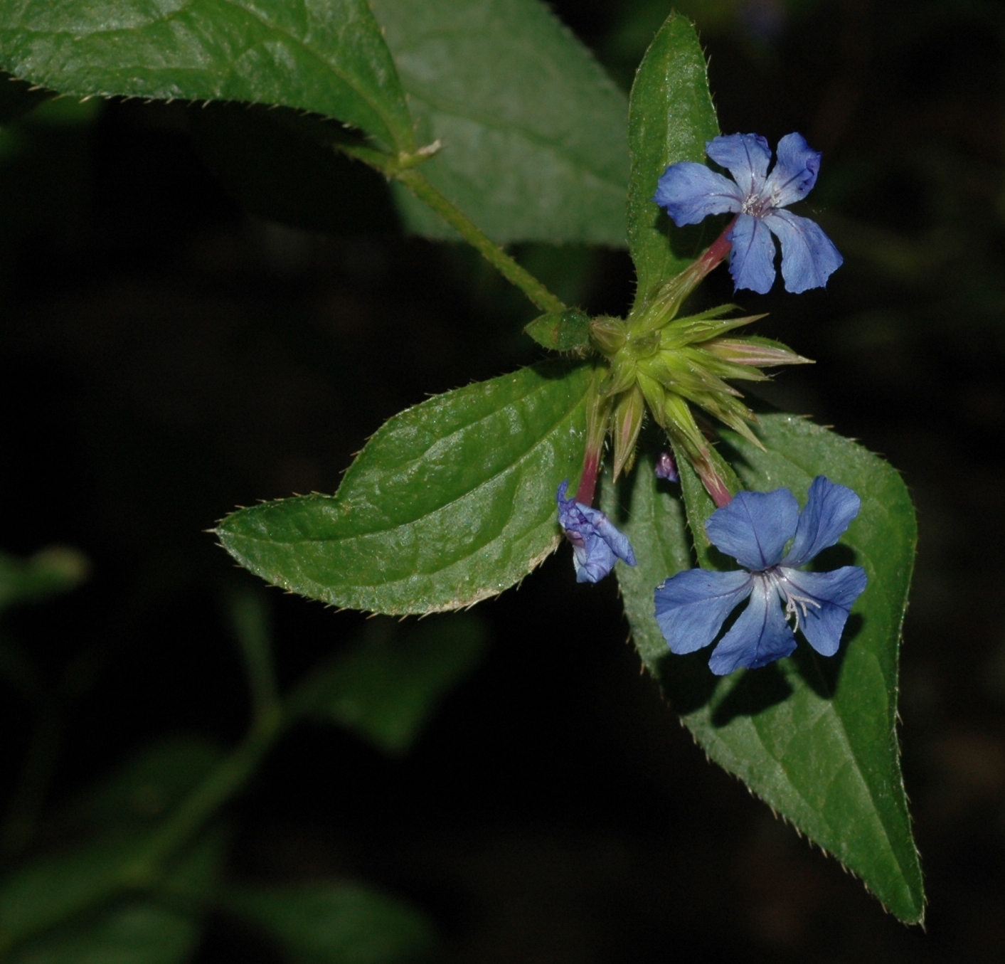 Plumbaginaceae Ceratostigma willmottianum