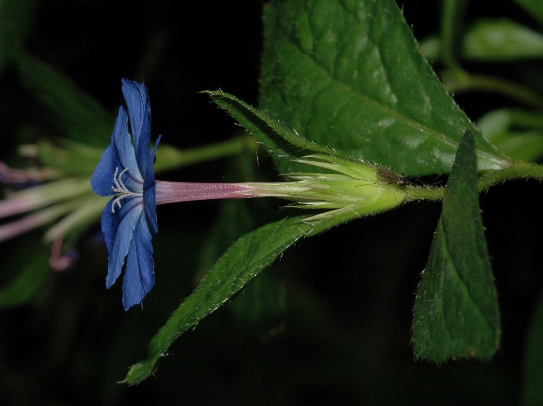 Plumbaginaceae Ceratostigma willmottianum