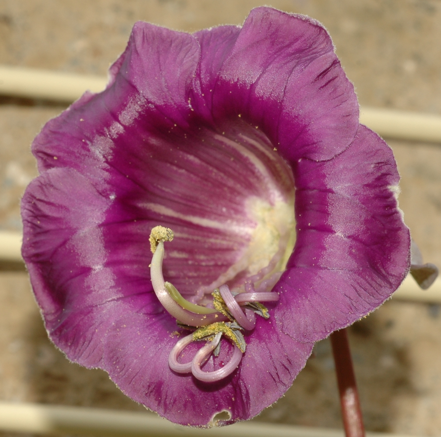 Polemoniaceae Cobaea scandens