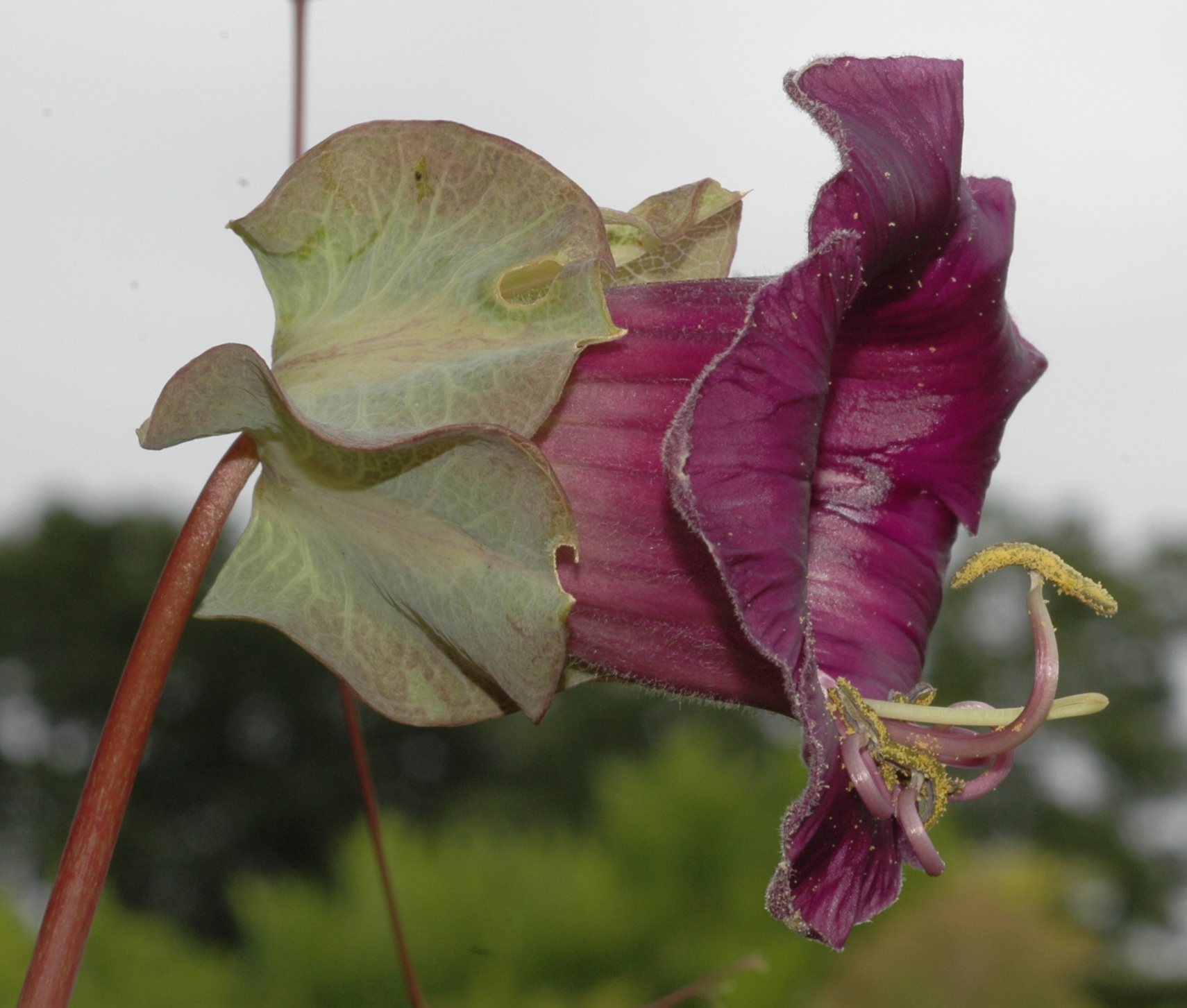 Polemoniaceae Cobaea scandens