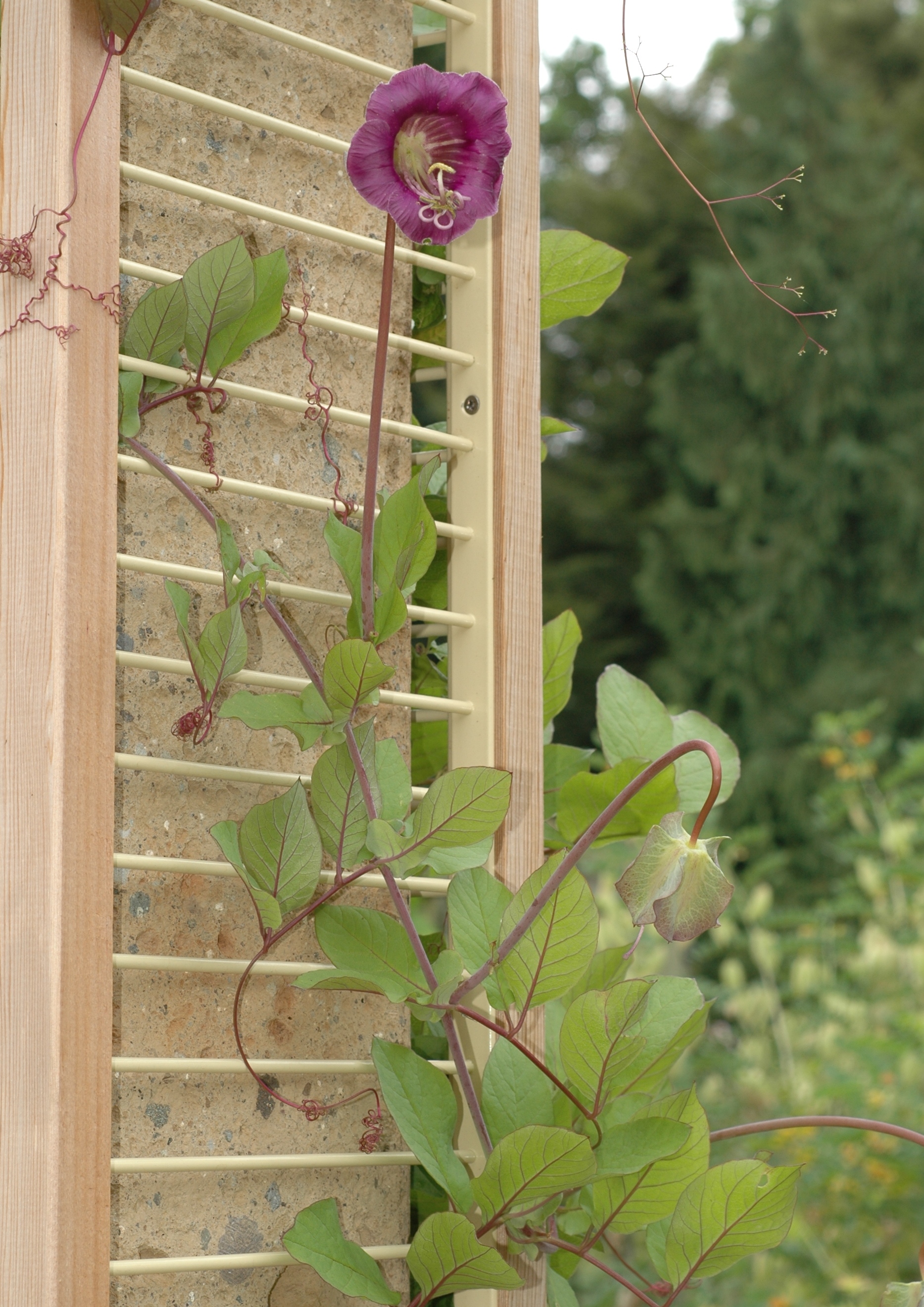 Polemoniaceae Cobaea scandens