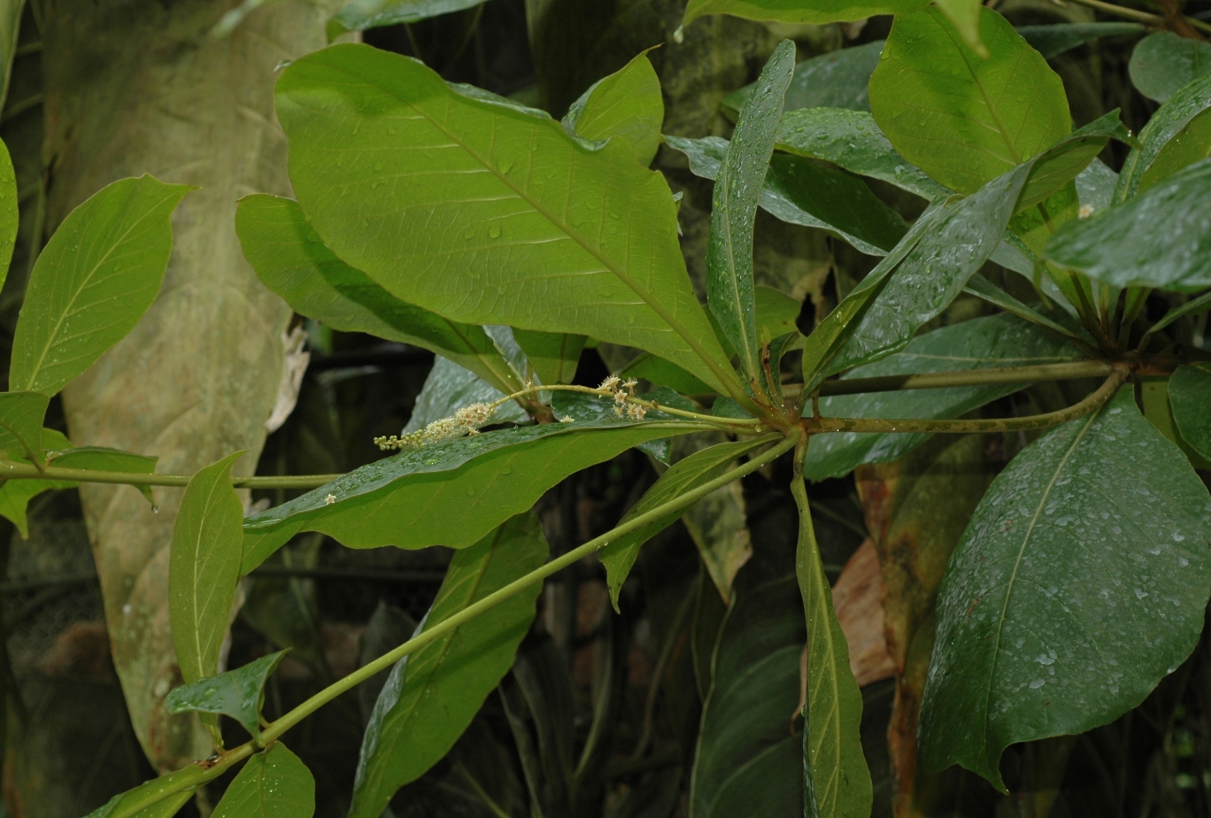 Combretaceae Terminalia catappa