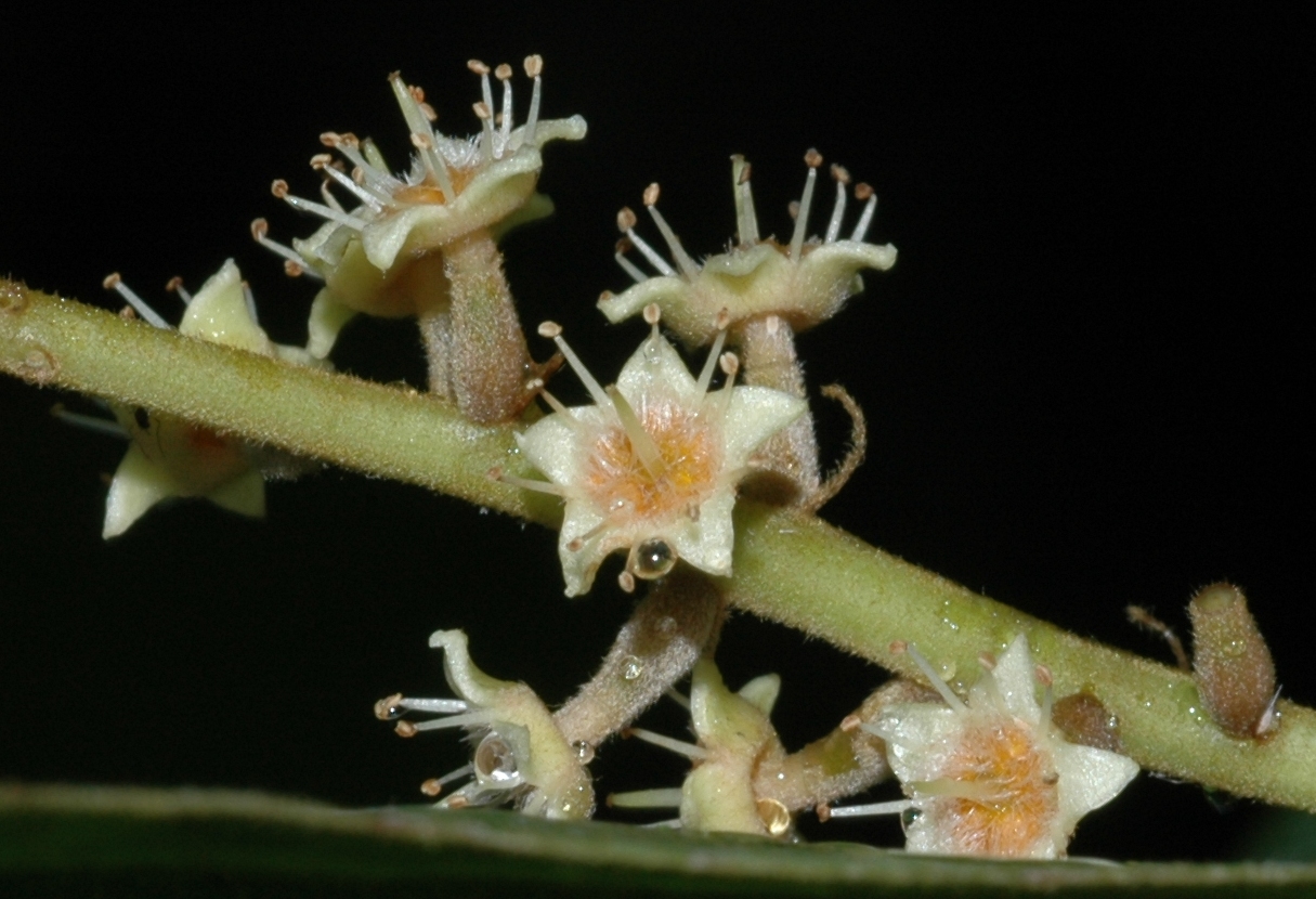 Combretaceae Terminalia catappa