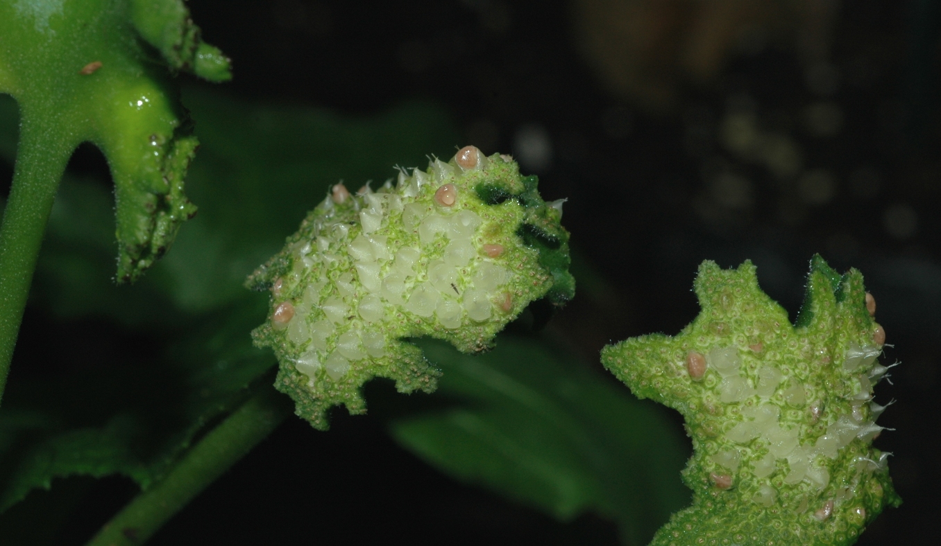 Moraceae Dorstenia contrajerva