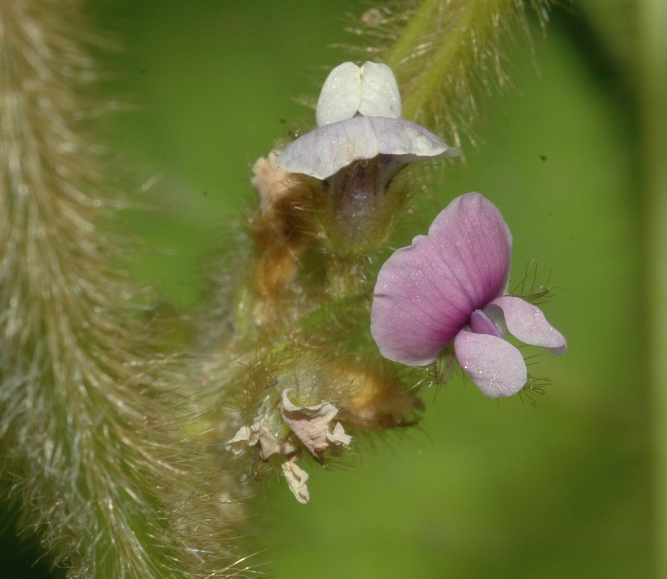 Fabaceae Glycine soja