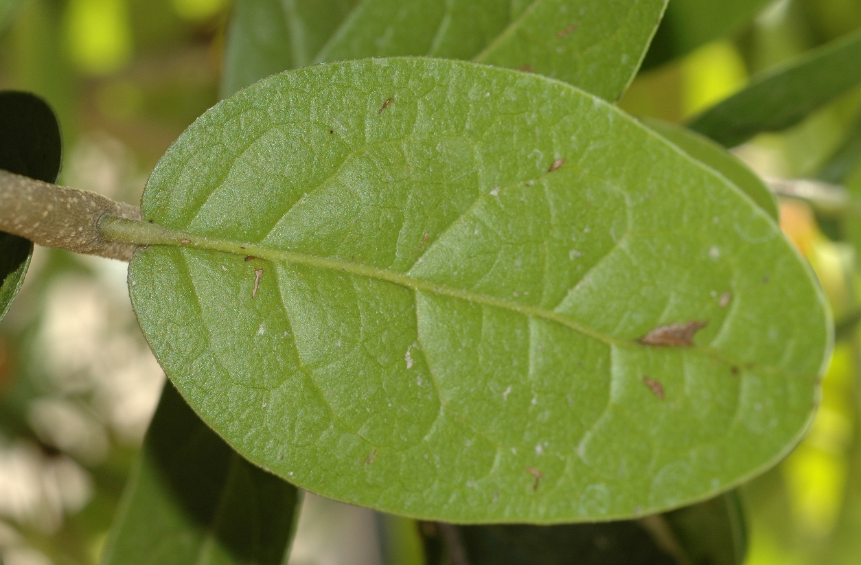 Monimiaceae Peumus boldus