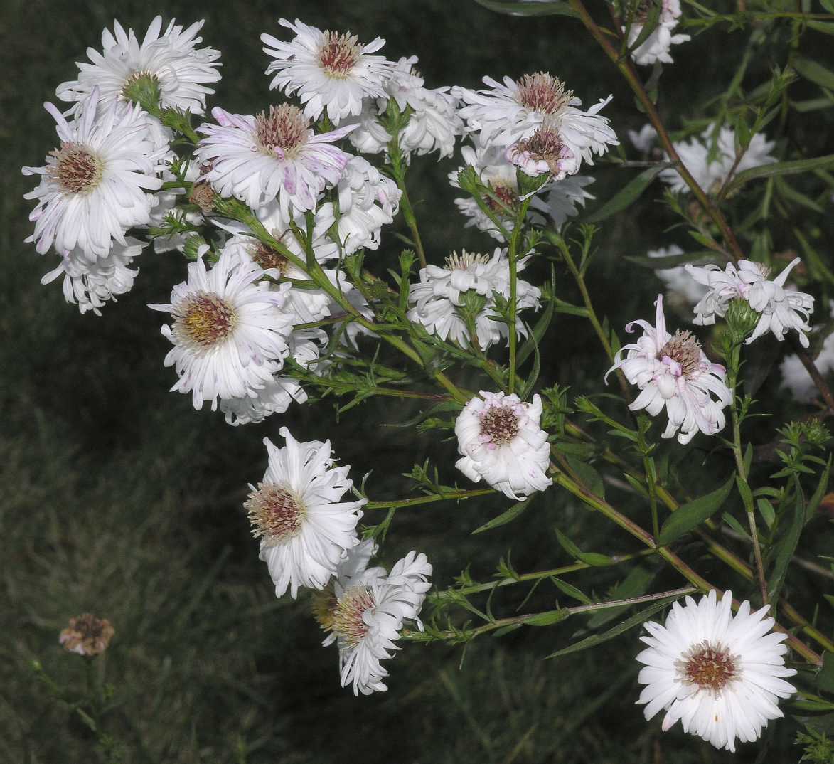 Asteraceae Aster novi-belgii