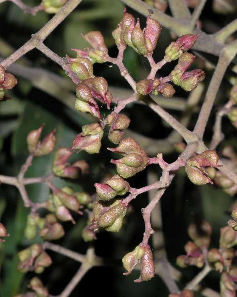 Rutaceae Euodia hupehensis