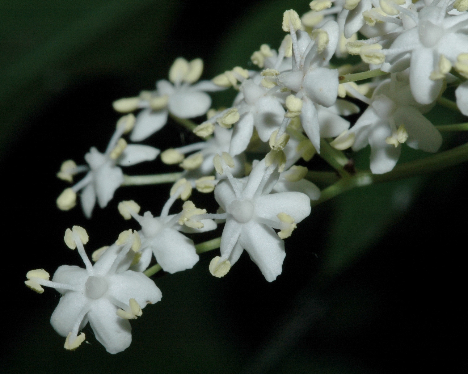 Adoxaceae Sambucus nigra