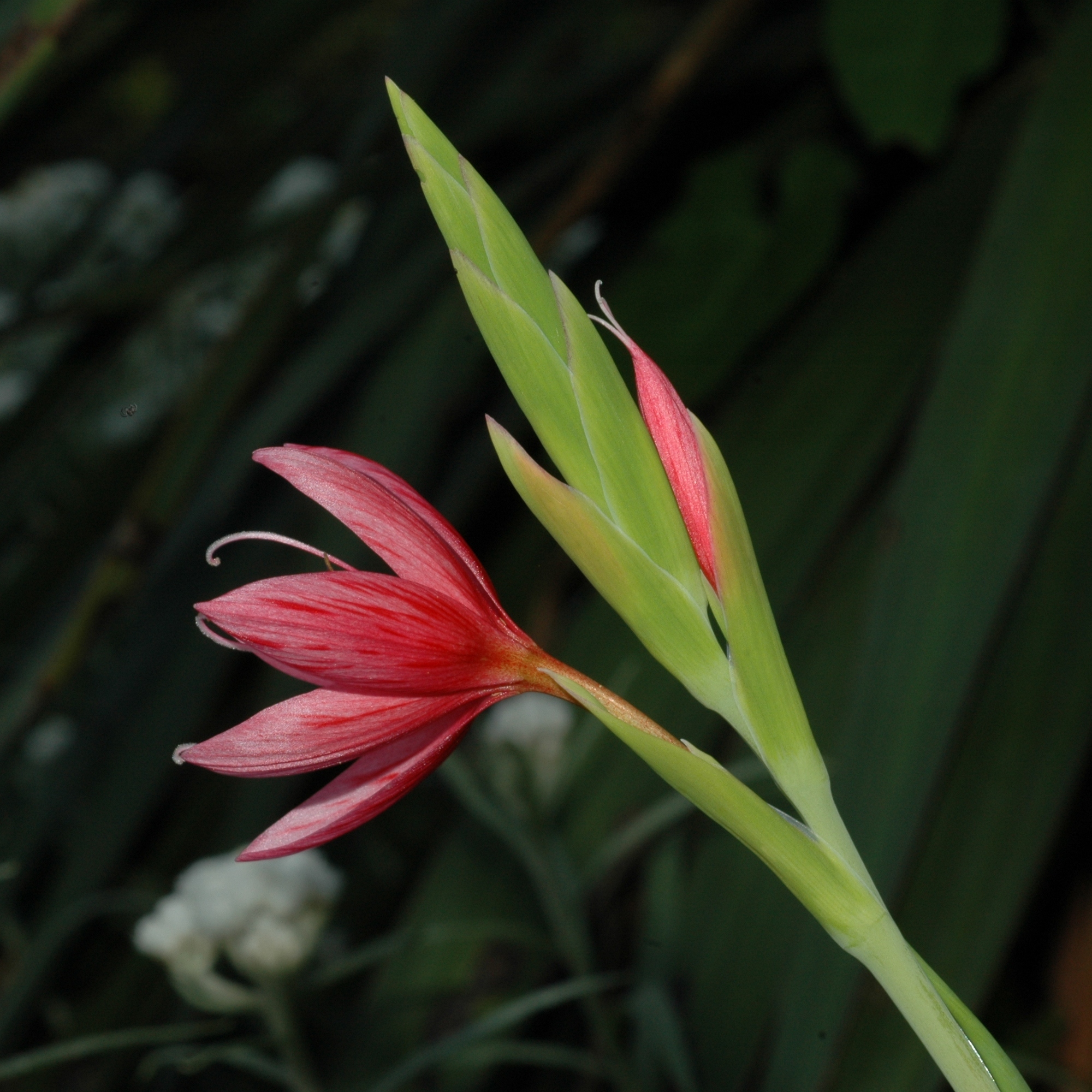 Iridaceae Schizostylis coccinea