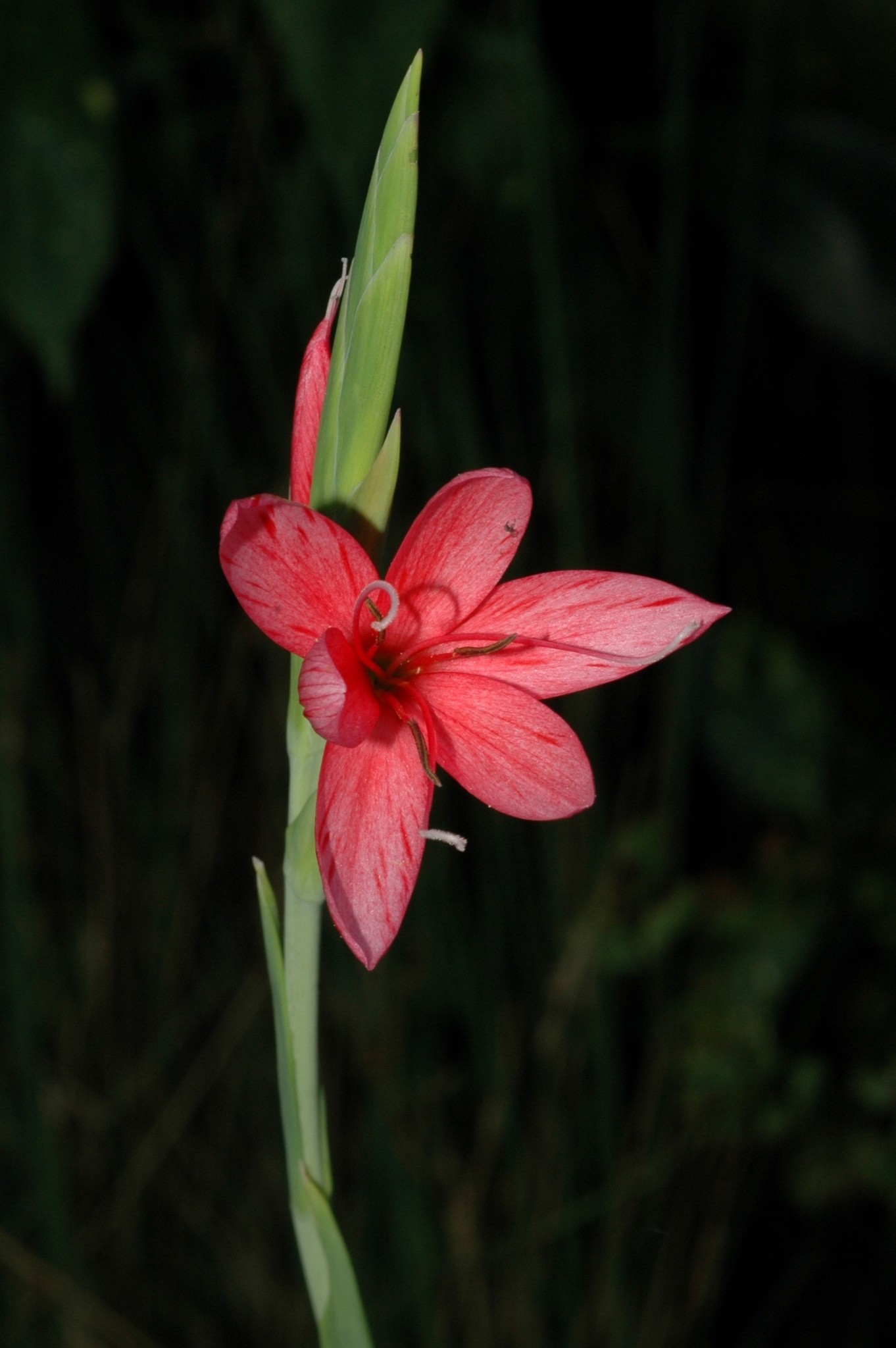 Iridaceae Schizostylis coccinea