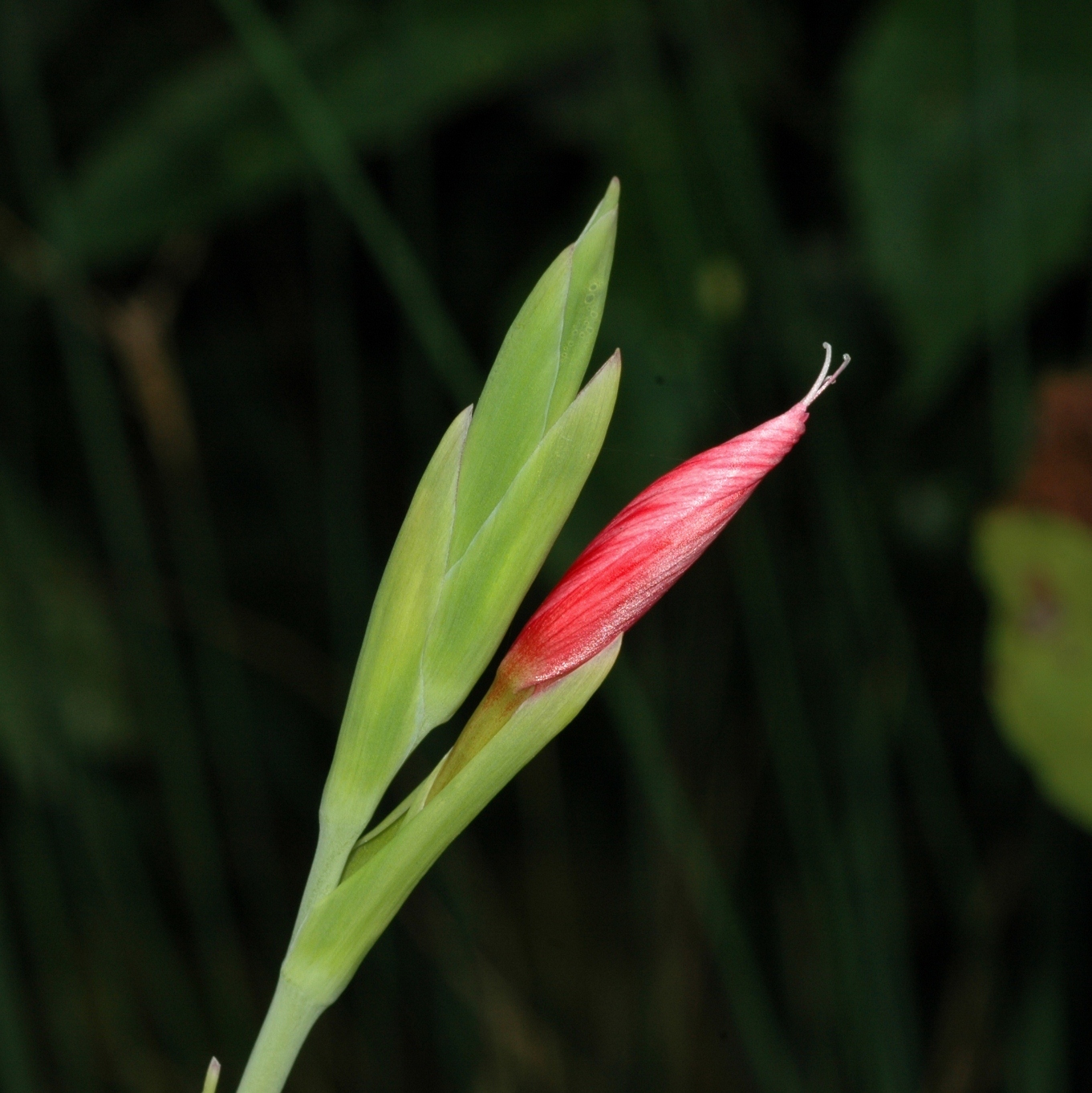 Iridaceae Schizostylis coccinea