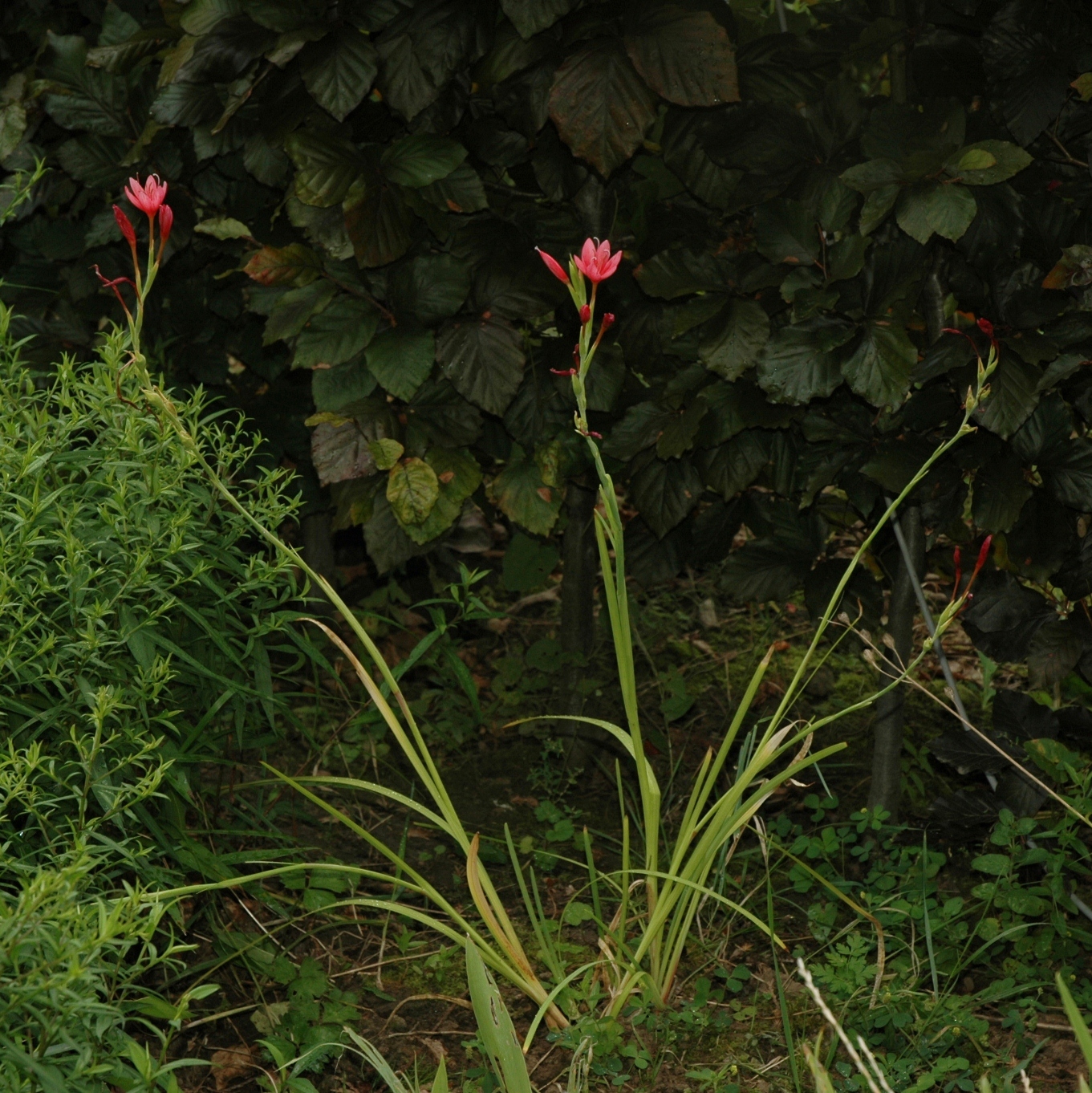 Iridaceae Schizostylis coccinea