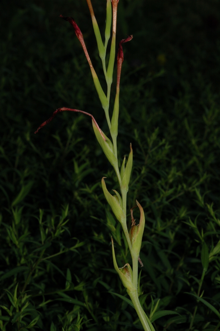 Iridaceae Schizostylis coccinea