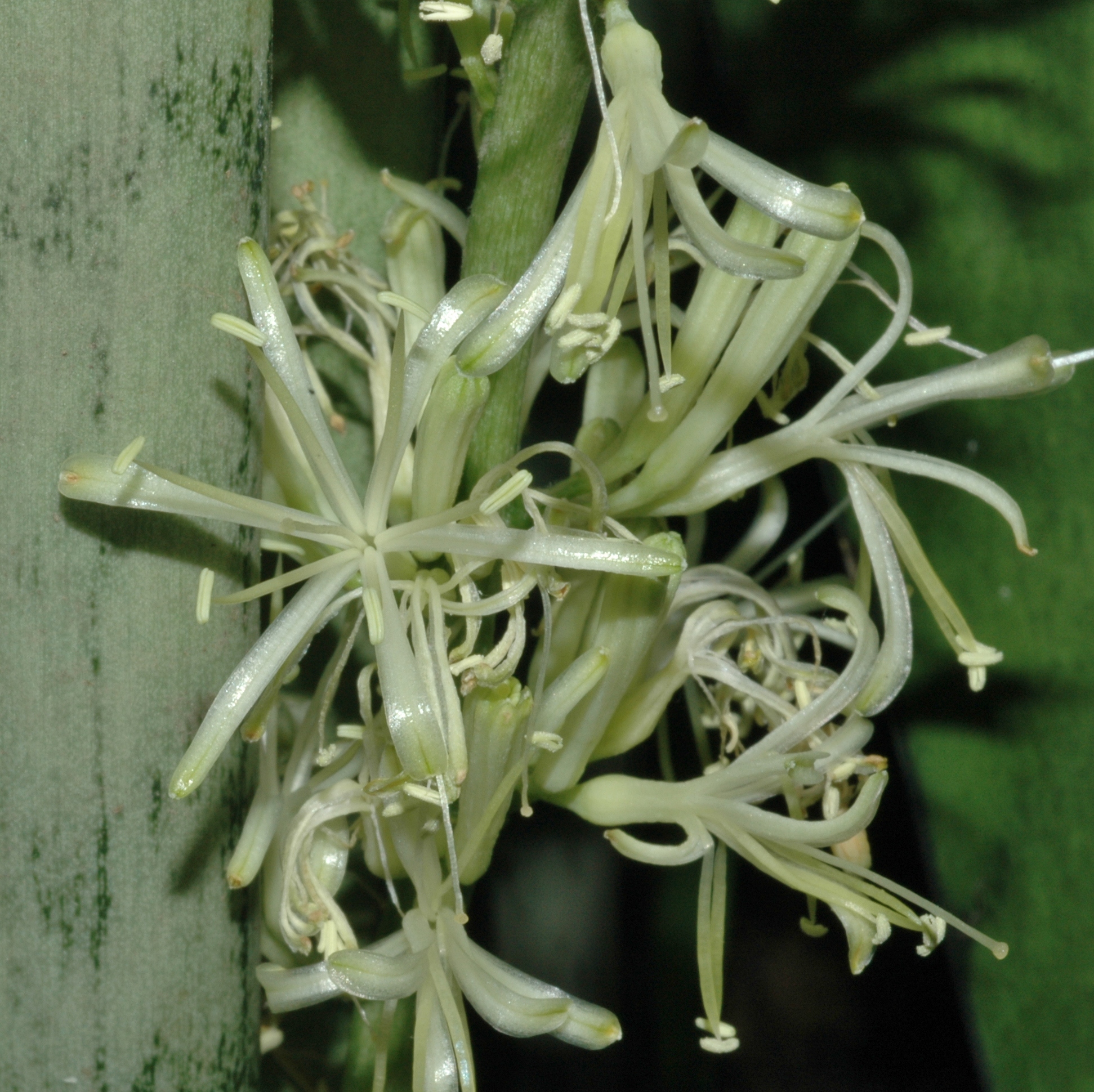 Asparagaceae Sansevieria trifasciata