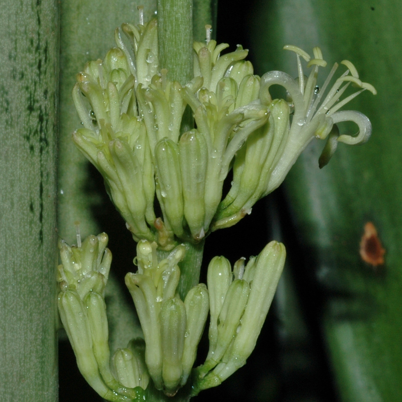 Asparagaceae Sansevieria trifasciata