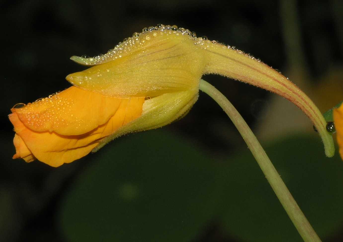 Tropaeolaceae Tropaeolum majus