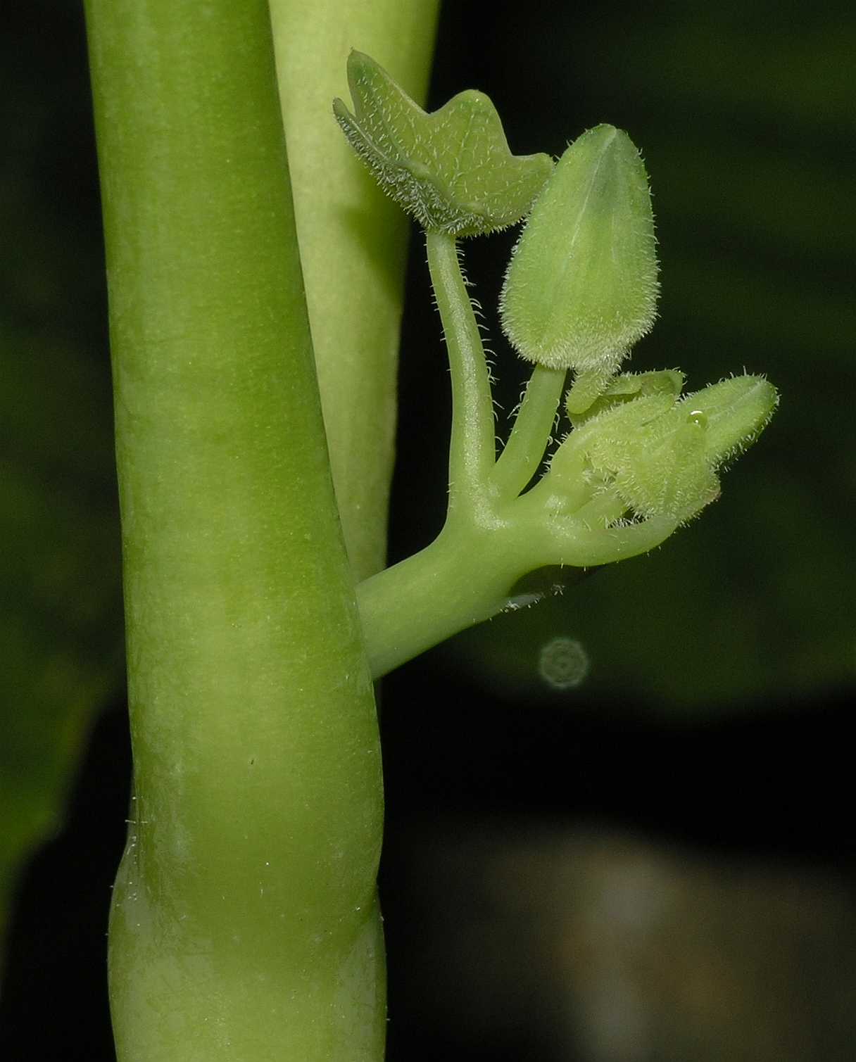 Tropaeolaceae Tropaeolum majus