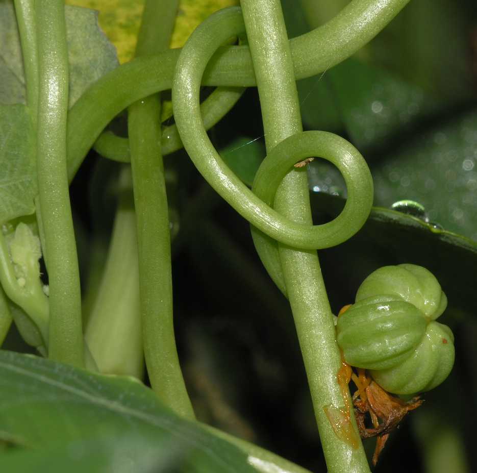 Tropaeolaceae Tropaeolum majus