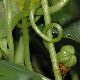 image of Tropaeolum majus