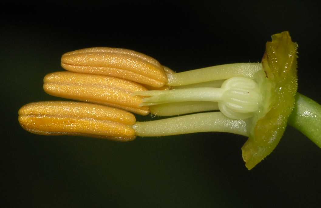 Tropaeolaceae Tropaeolum majus