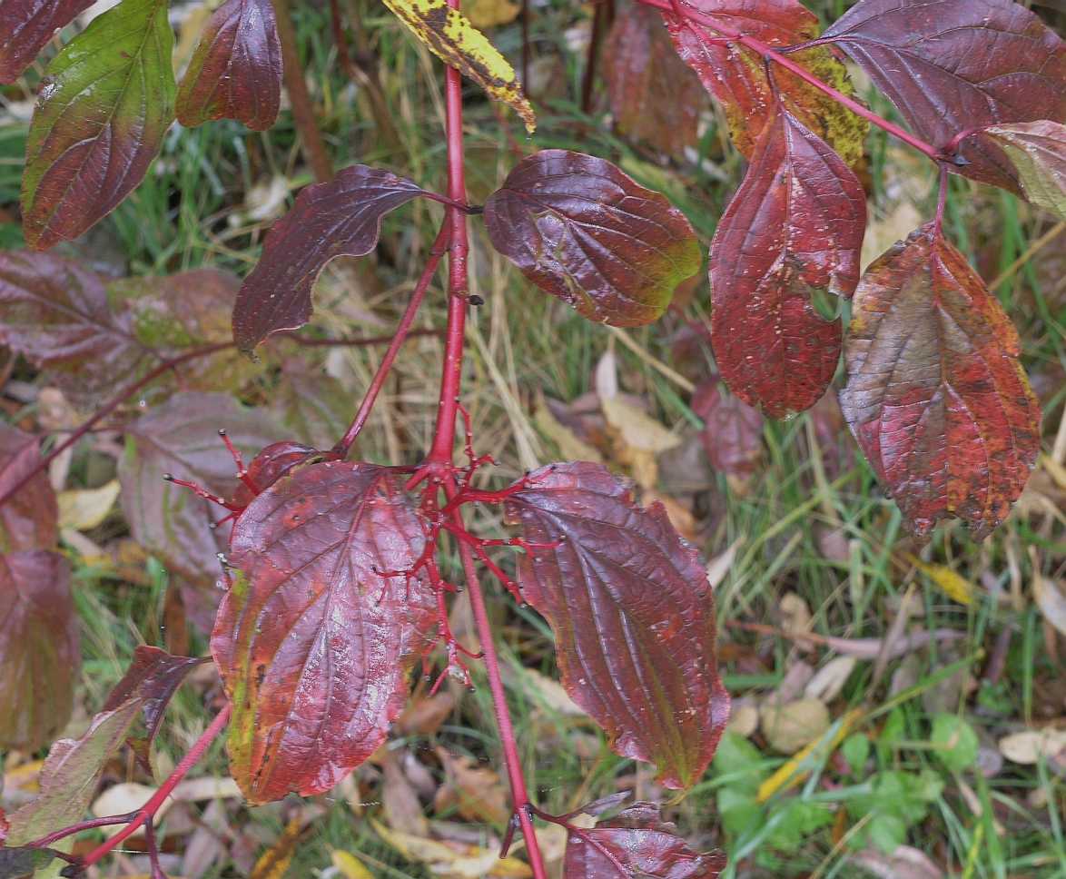 Cornaceae Cornus sanguinea