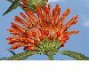 image of Leonotis leonurus