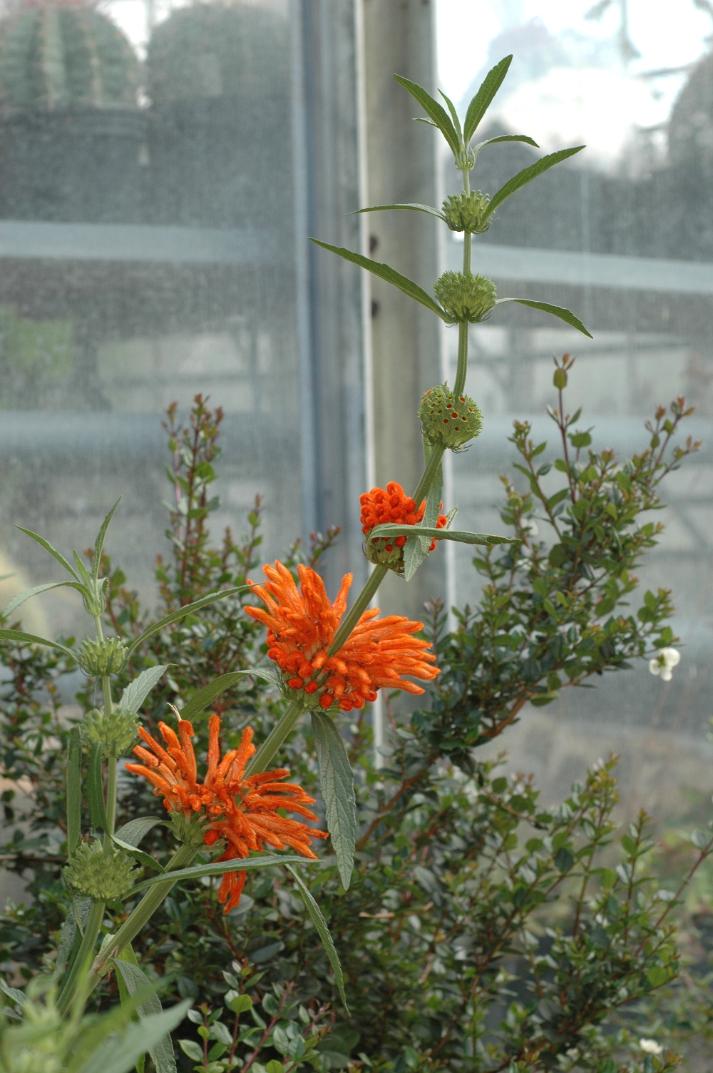 Lamiaceae Leonotis leonurus