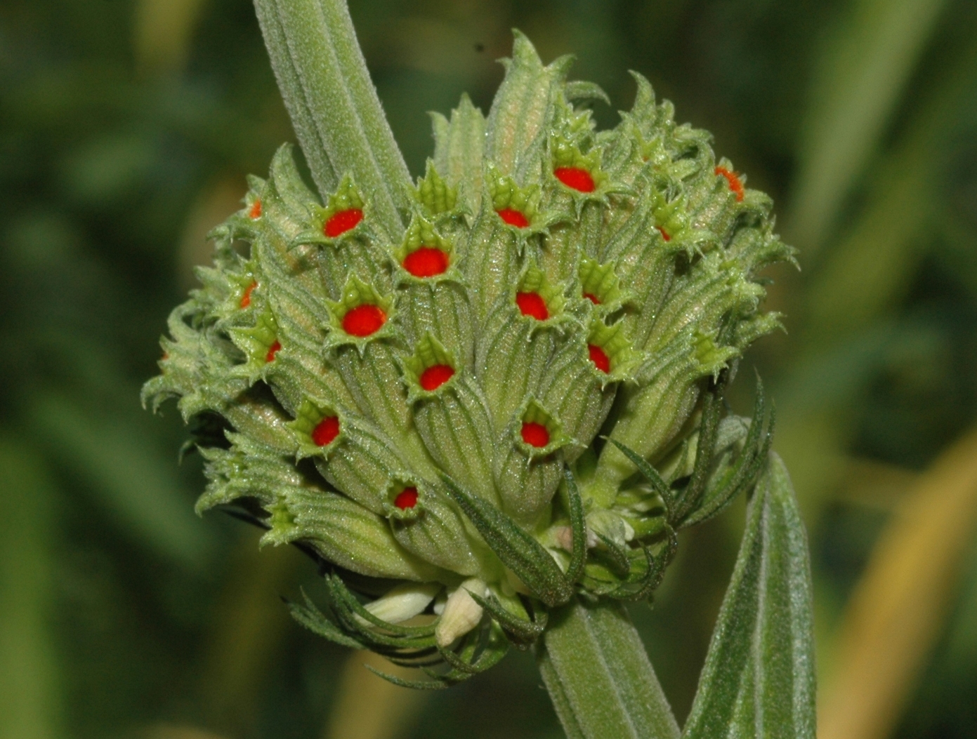 Lamiaceae Leonotis leonurus