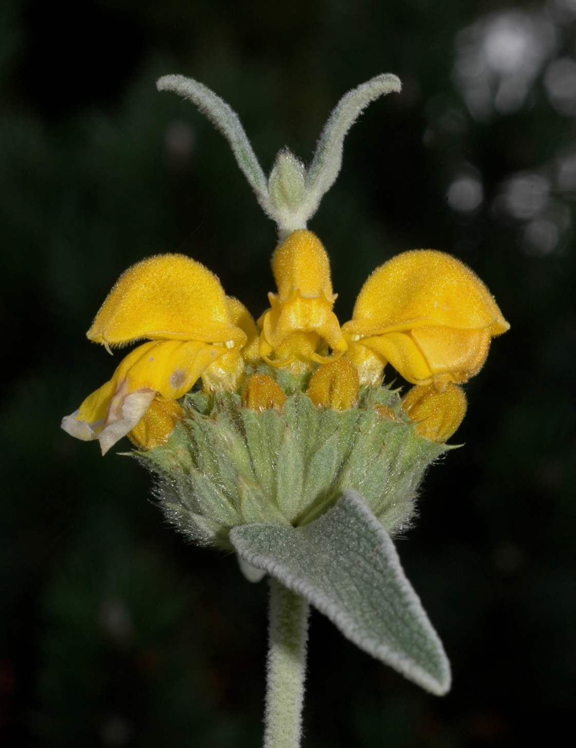 Lamiaceae Phlomis fruticosa